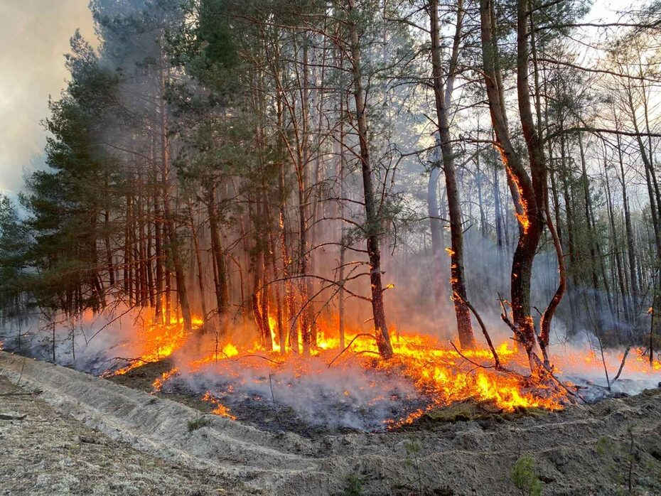 лісова пожежа на Волині