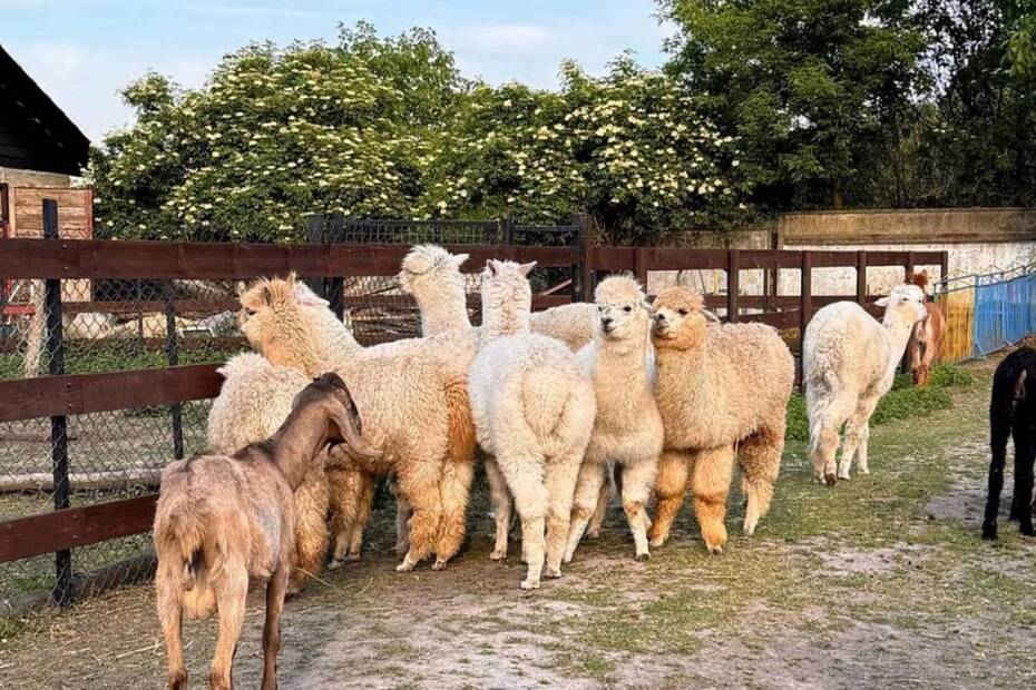 Еко ферма AlpacaHome