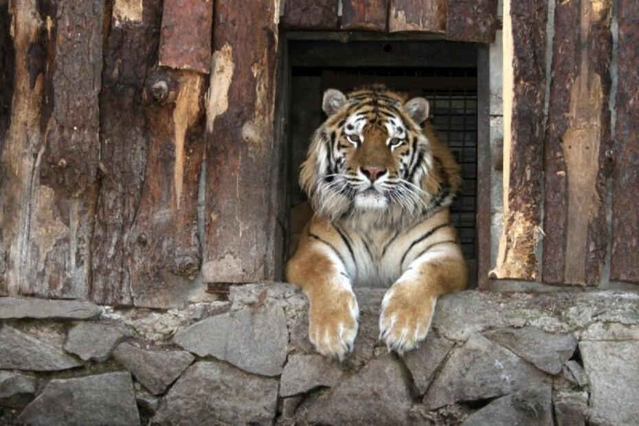 Рівненський Зоопарк та Динопарк